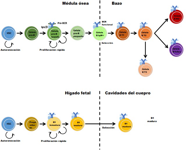 Células B | British Society For Immunology